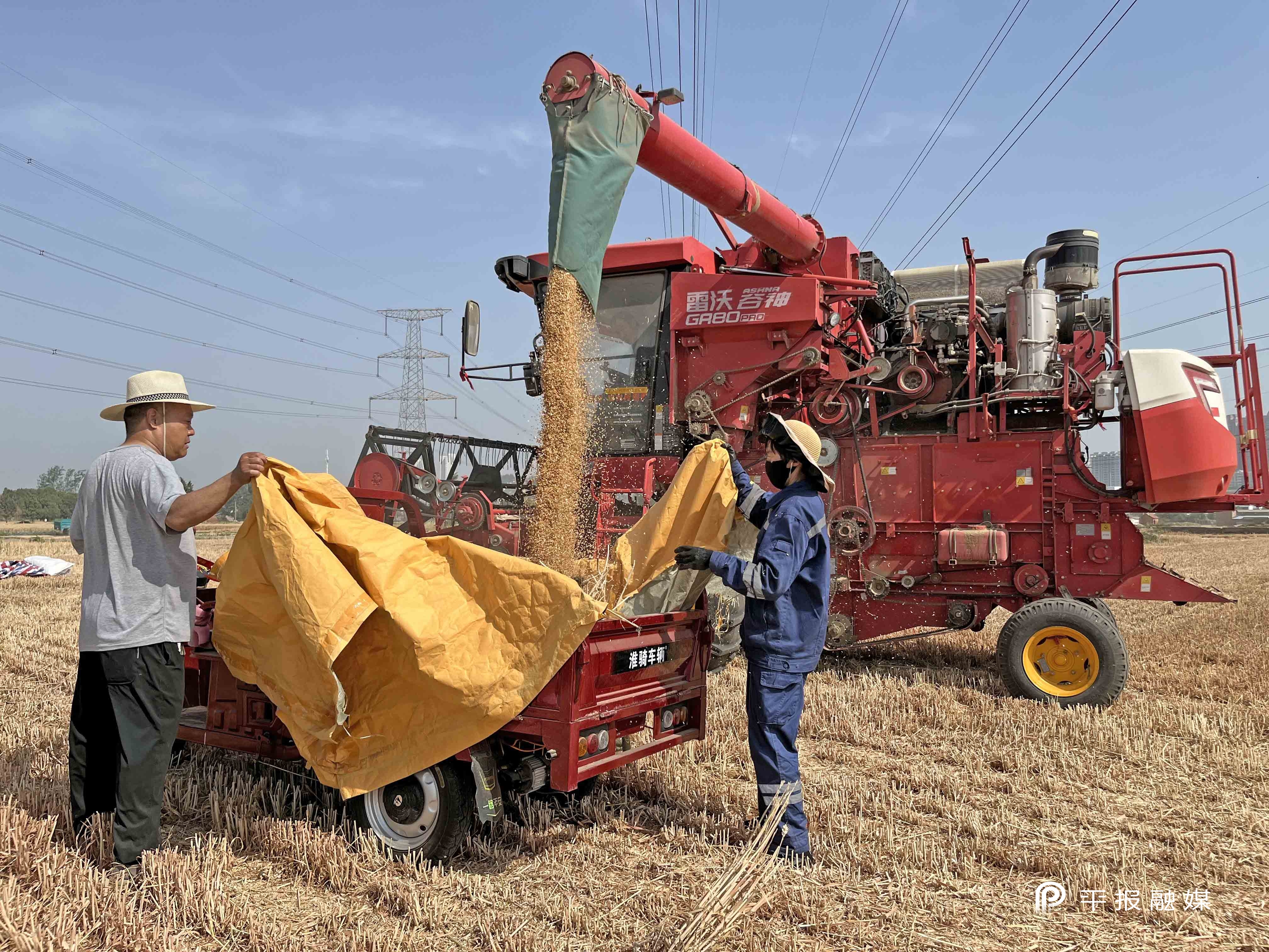 收麦子2.jpg