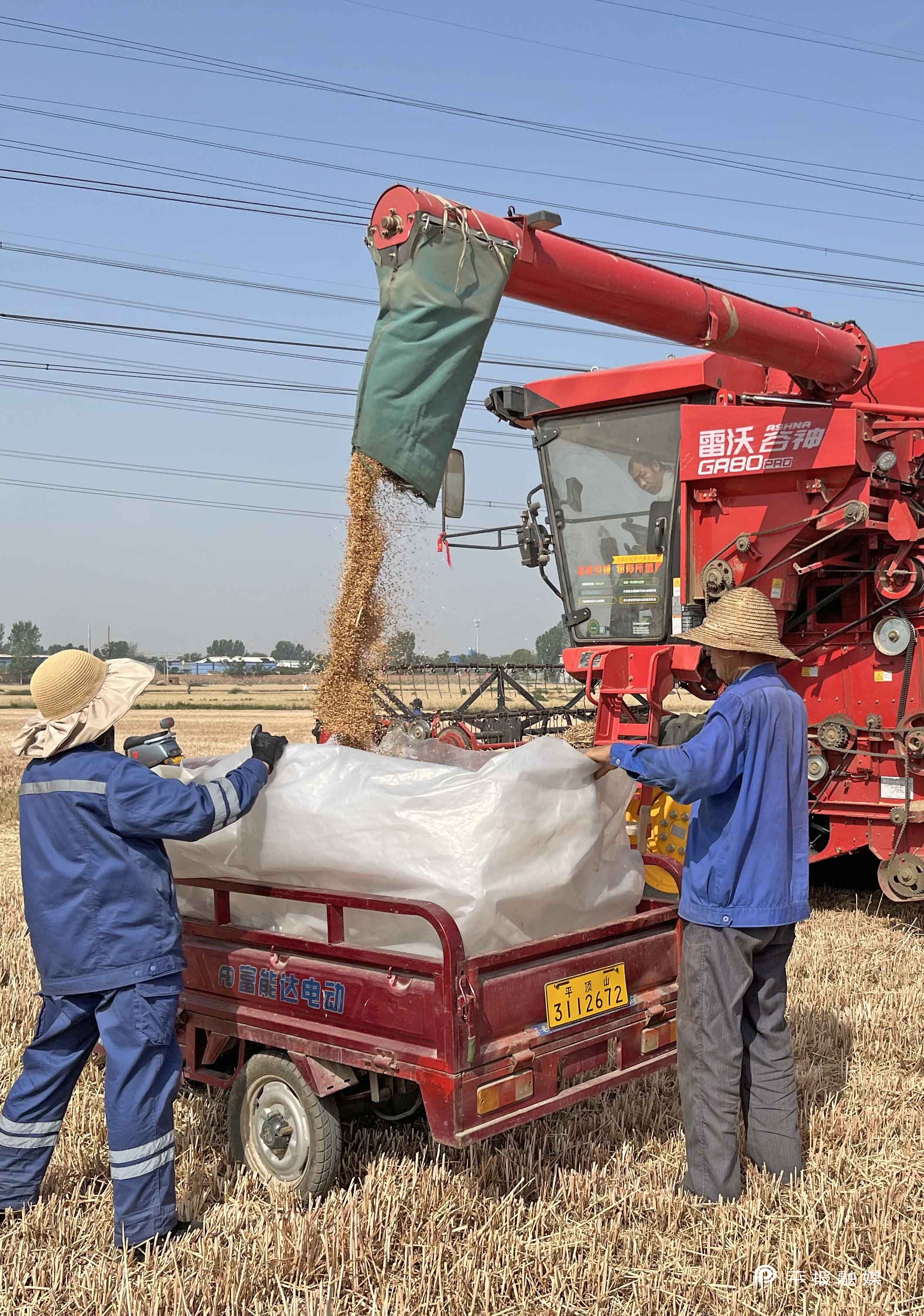 收麦子.jpg