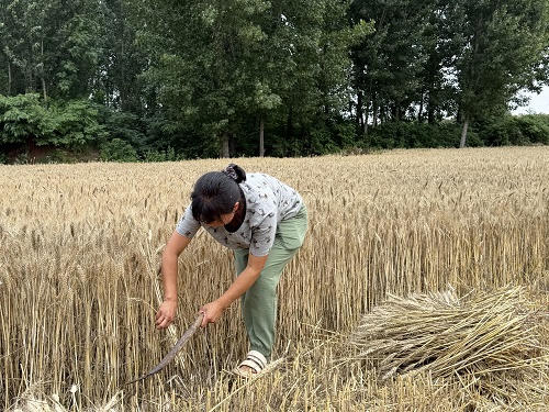 世界杯app下载